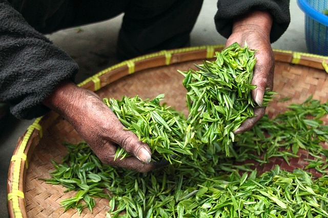 zelený čaj pro detoxikaci